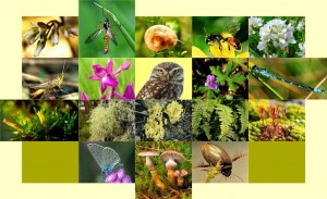 biyolojik çeşitlilik nedir