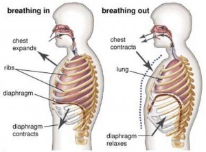 diyafram nefesi şema