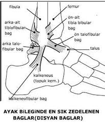 ayak bileği