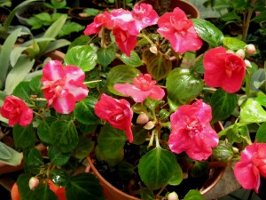 begonya-begonia-3