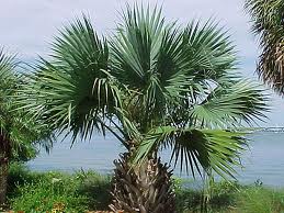 cüce palmiye