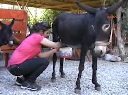 eşek sütü