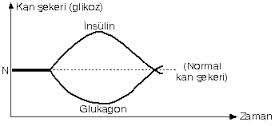 glukagon