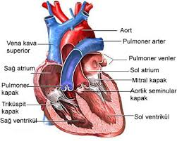 kalp romatizması