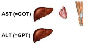 karaciğer enzimleri