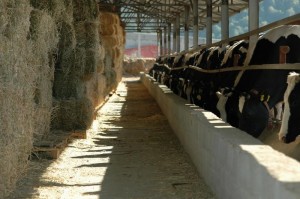 mandıra_48_fotografie__generováno_v_jalbum_6.5_&_chameleon_skin__help