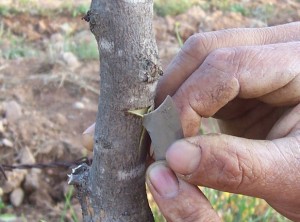 melengeçağacınaantepfıstığıaşılama3