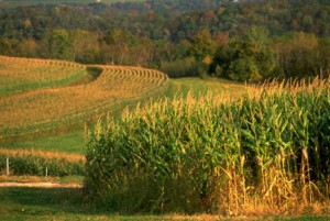 mısır nerede yetişir