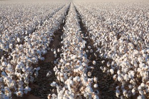 white ripe cotton field ready for harvest