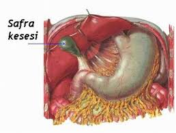 safra kesesi