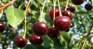 vişneçeşitleri