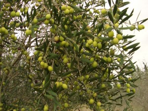 zeytin agac¦-
